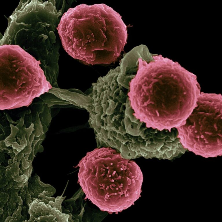 Pink spherical cells attached to a textured green structure against a black background